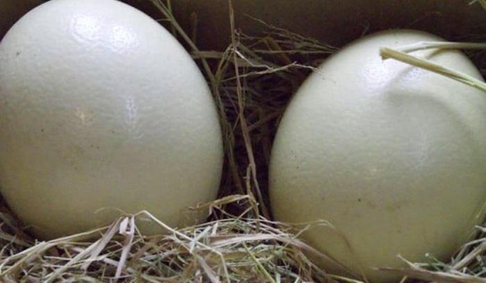 Trong mùa sinh sản, đà điểu đẻ trứng 2 ngày một lần