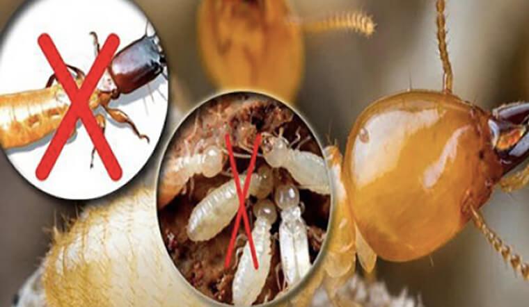 Ảnh minh hoạ (Nguồn internet)