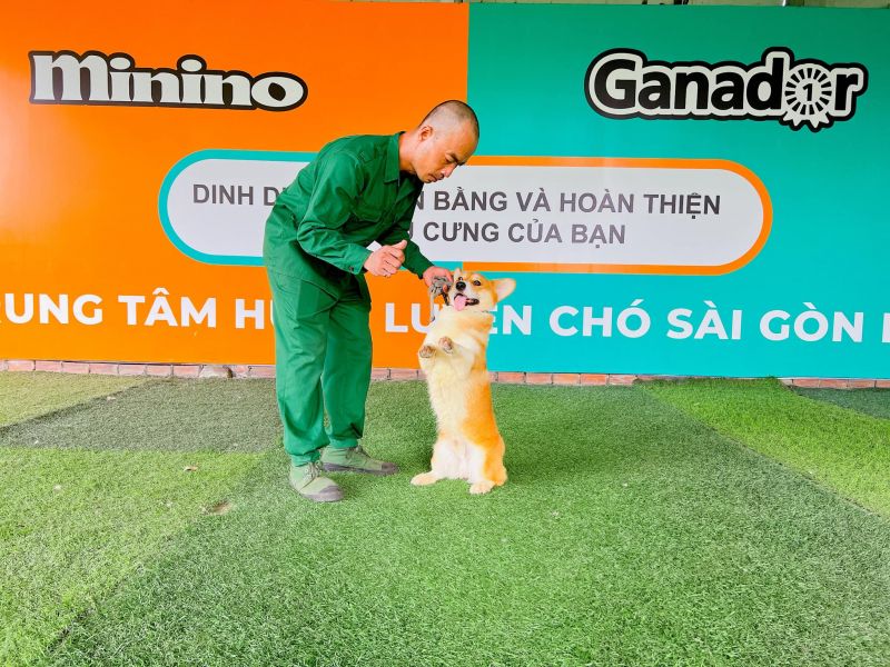 Trung tâm huấn luyện chó Sài Gòn Dog