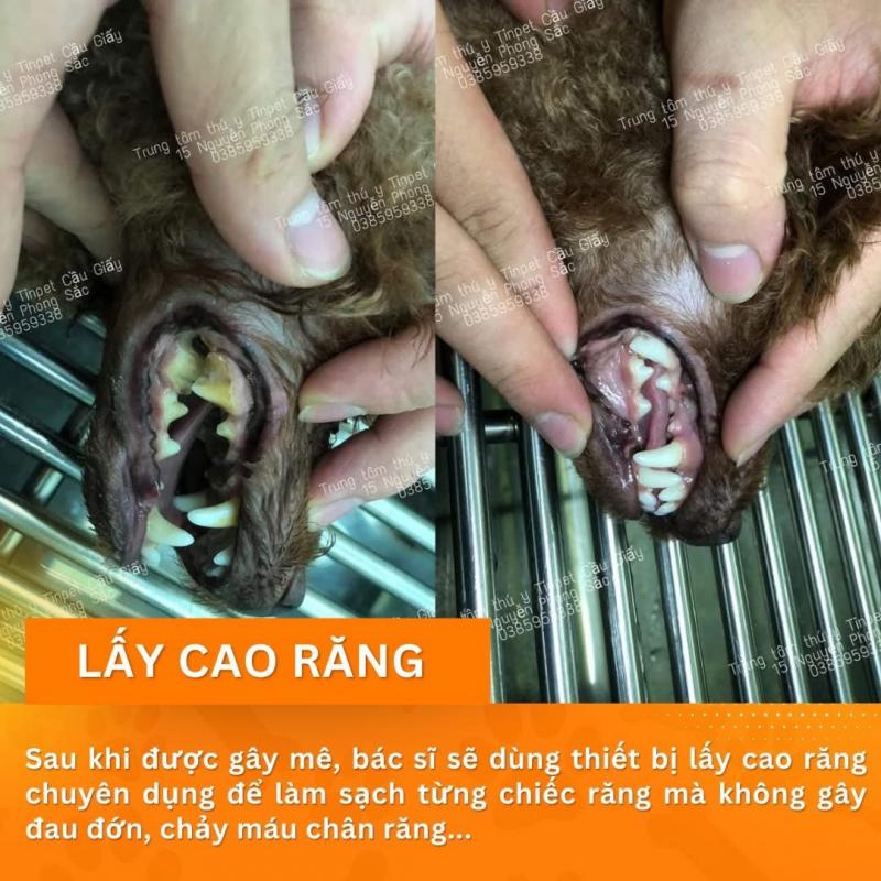 Trung Tâm Thú Y TinPet Cầu Giấy