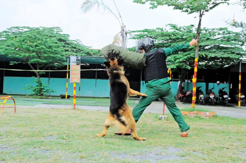 Trường huấn luyện chó Thành Tài