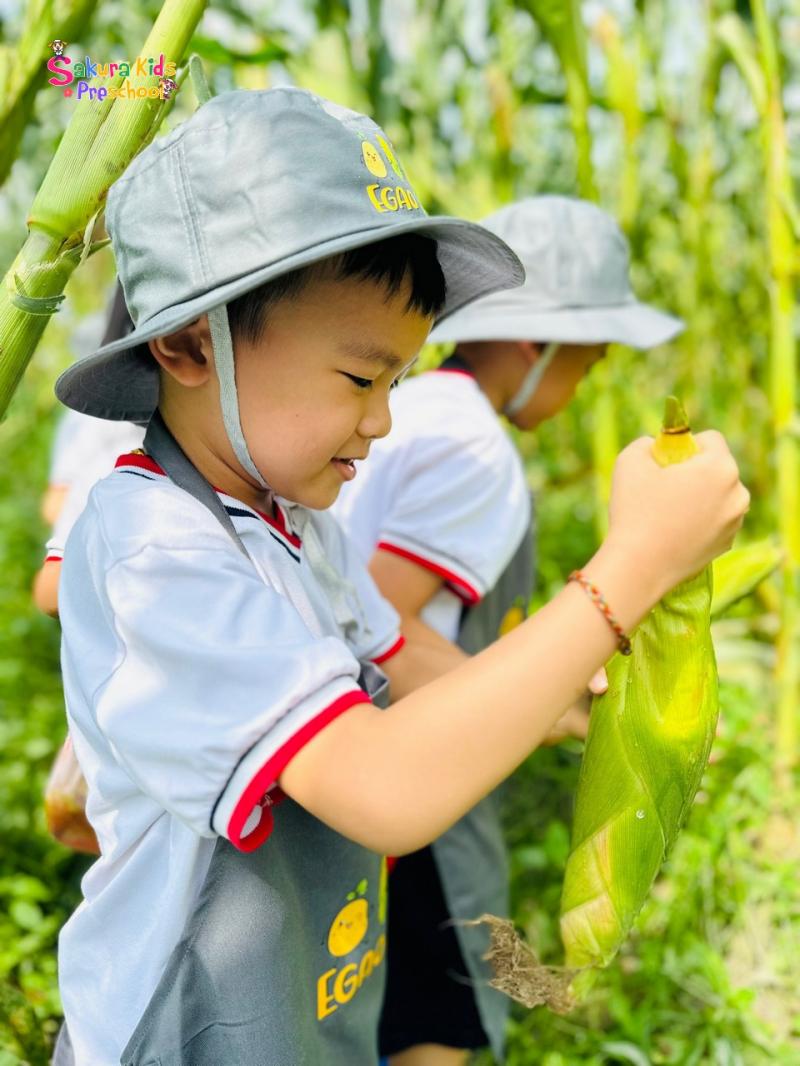 Trường mầm non Sakura