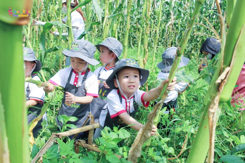 Trường mầm non Sakura Kids