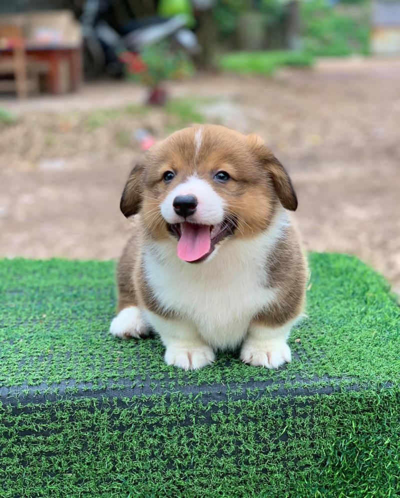 địa chỉ mua chó Corgi uy tín tại Hà Nội