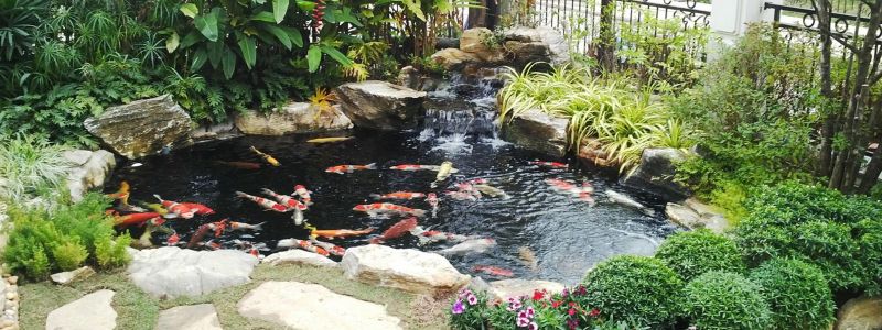 Tuấn Trần Koi Farm