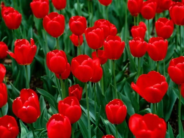 Màu sắc của loài hoa Tulip làm say đắm bất kỳ ai bởi sự tươi sáng và đa dạng. Các bông hoa có thể có màu đỏ, vàng, hồng, cam, trắng, tím và nhiều màu sắc khác. Hãy xem hình ảnh để khám phá tất cả các màu sắc đẹp mắt của hoa Tulip.