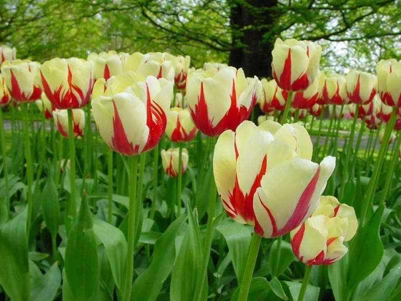 Tulip đốm