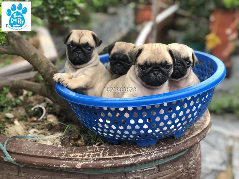 địa chỉ mua chó Pug uy tín tại Hà Nội