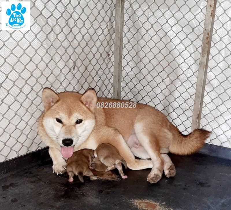 Top 5 địa chỉ mua chó Shiba Inu uy tín tại Hà Nội - Toplist.vn