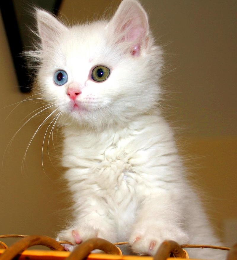 Mèo Turkish Van hay mèo Van Thổ Nhĩ Kỳ