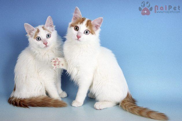 Mèo Turkish Van﻿ có mắt to và tròn, có màu xanh da trời hoặc màu hổ phách