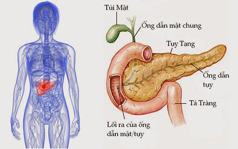 Nguy cơ tiểu đường từ việc suy giảm chức năng tuyến tụy