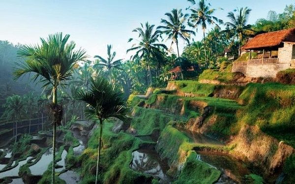 Ruộng bậc thang ở Ubud