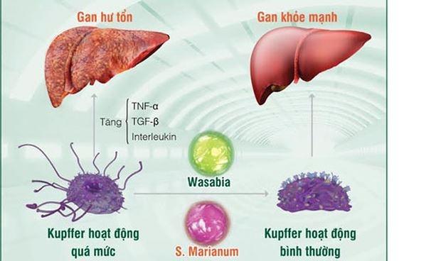 Chất độc đều thải qua gan nên cần chú ý chế độ ăn uống hợp vệ sinh.