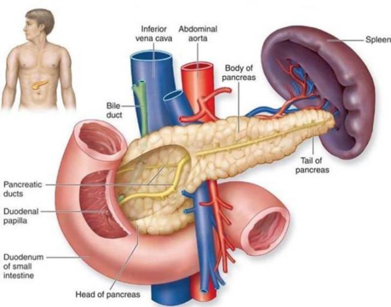 Kiểm tra sức khỏe định kì để phát hiện sớm ung thư tuyến tụy