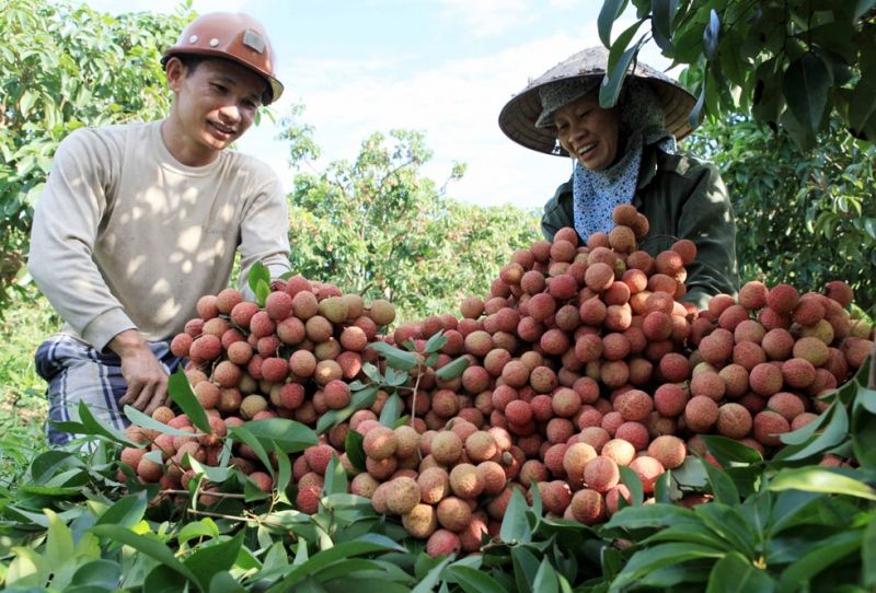 Đến Thanh Hà không chỉ mua vải,du khách còn trải nghiệm những khu vườn trồng vải rộng mênh mông