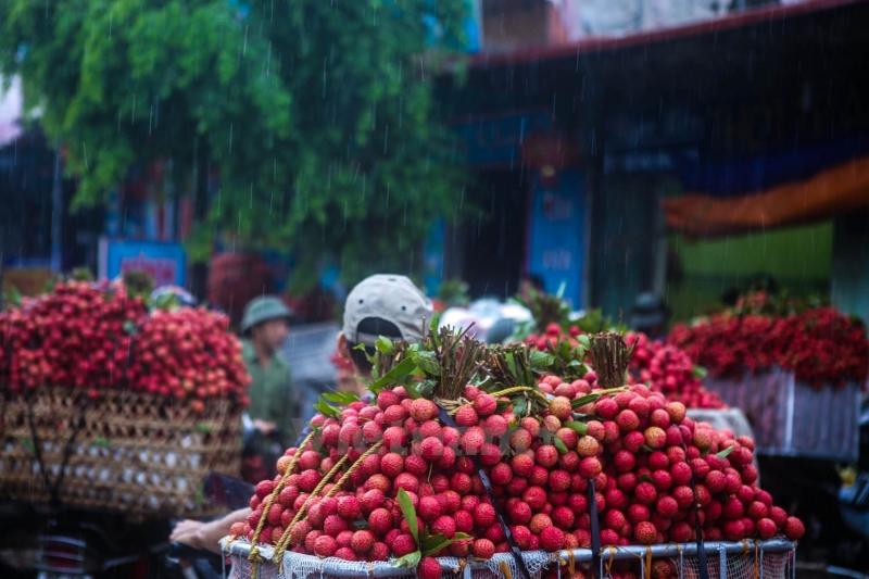 Những quả vải đỏ sậm - nét  nổi bật  của đặc sản vải Thanh Hà, Hải Dương