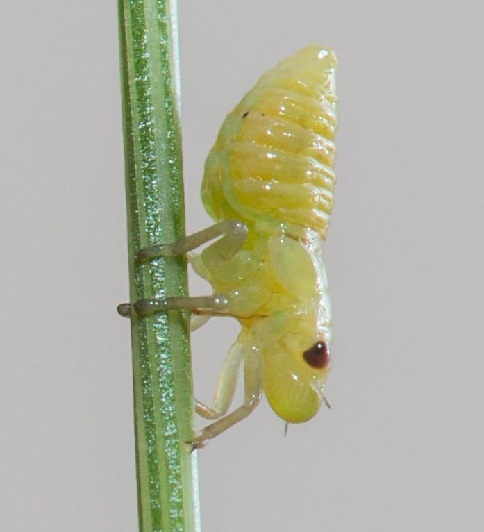 Ve sầu Froghopper