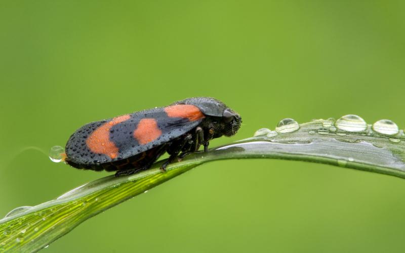 Ve sầu Froghopper