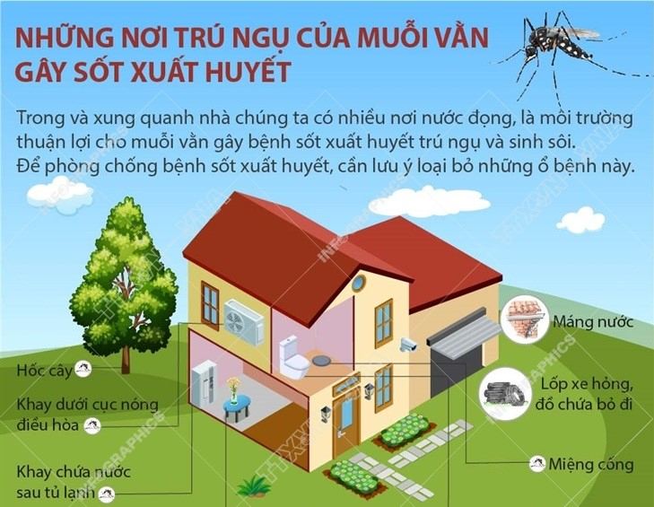 Những nơi trú ngụ của muỗi vằn gây sốt xuất huyết