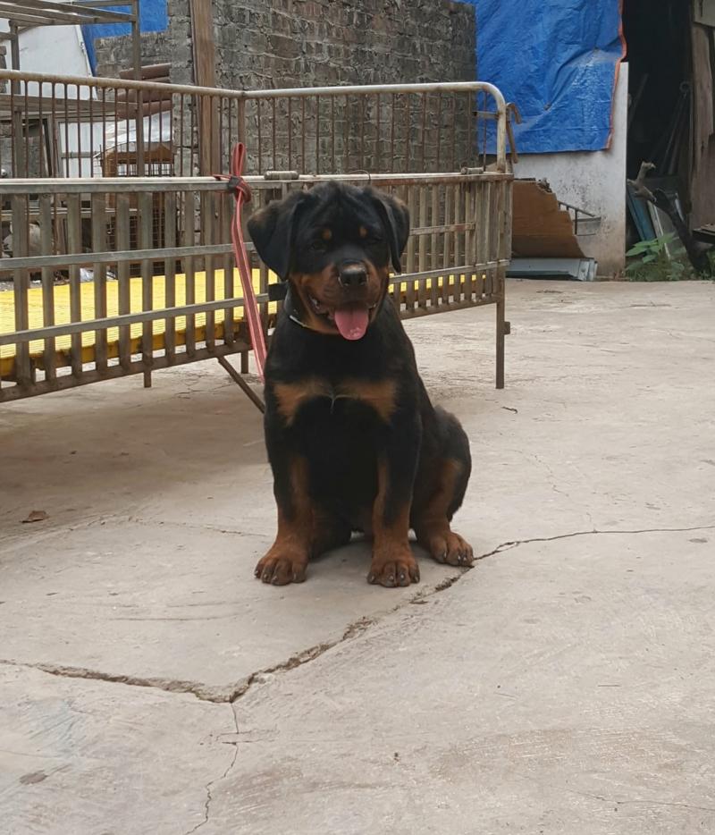 Venus Vom Rottweiler