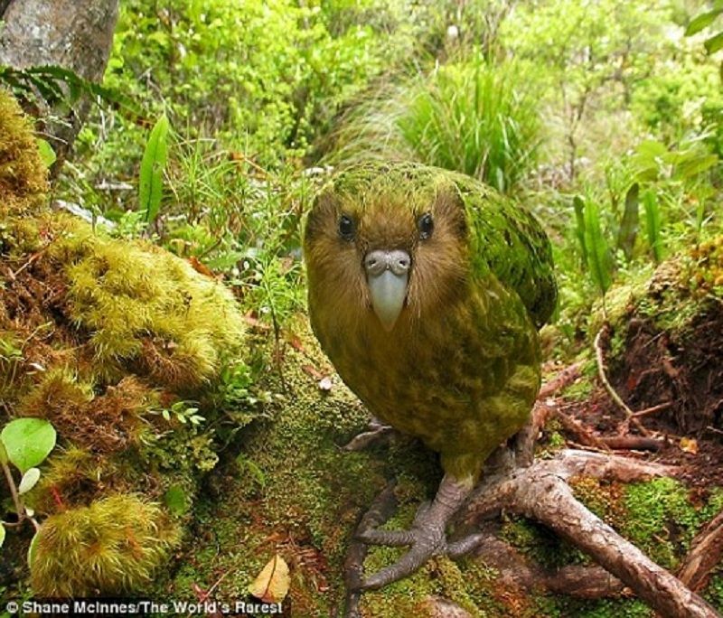 Vẹt đêm New Zealand