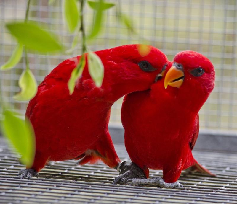 Con vẹt vẹt Đỏ Màu và-vẹt màu vàng - con vẹt png tải về - Miễn phí trong  suốt Con Chim png Tải về.