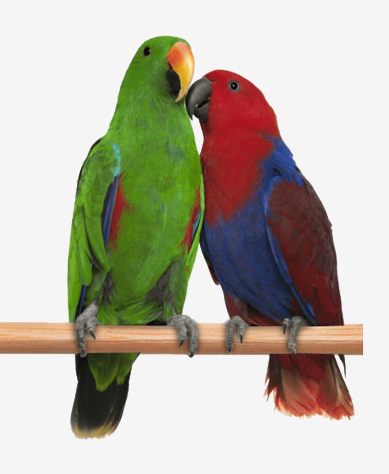 Vẹt Eclectus Parrot