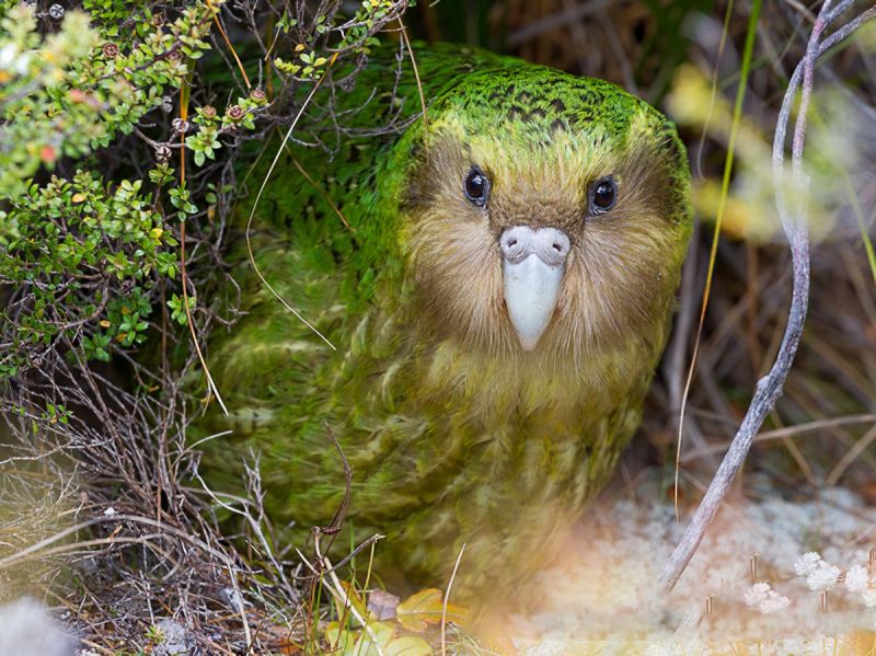 Vẹt Kakapo