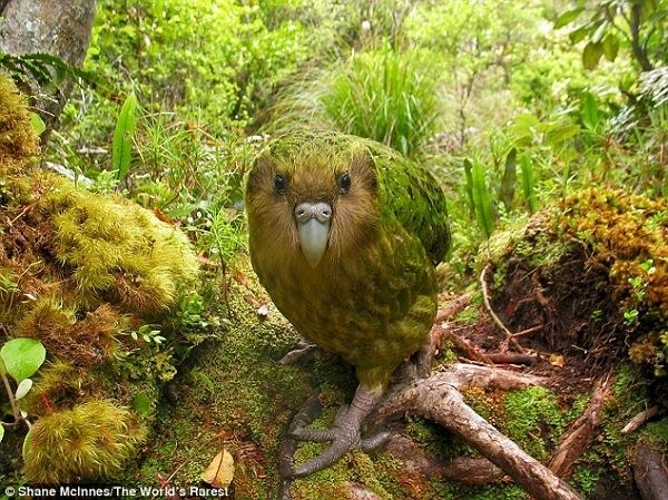 Vẹt Kakapo có thể sống lâu giống con người nhưng đang có nguy cơ tuyệt chủng