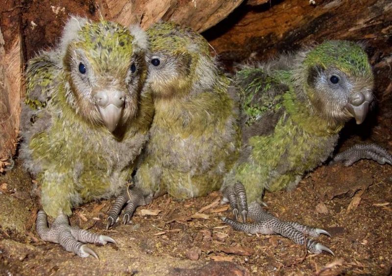 Vẹt Kakapo