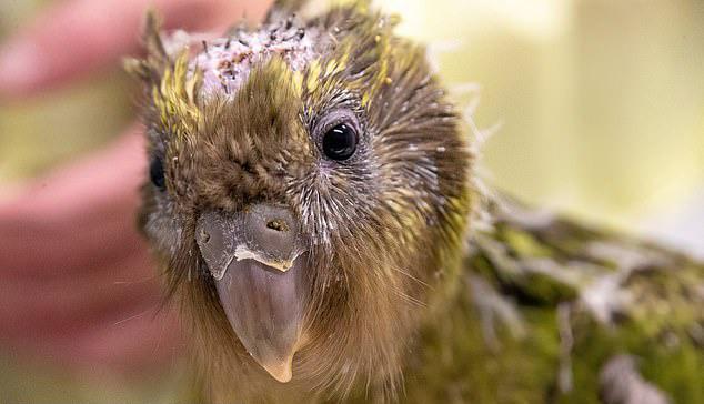 Vẹt Kakapo