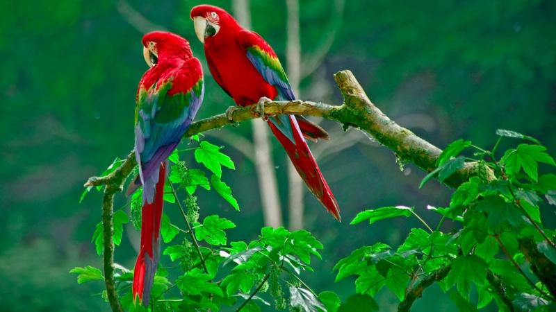 Vẹt Hyacinth Macaw với phương pháp ghép đôi cực dễ | Pet Mart