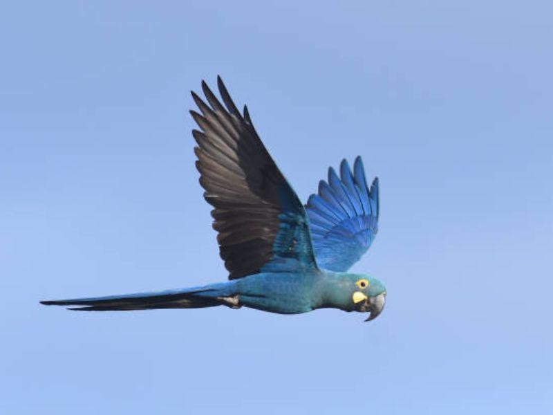 Vẹt Macaw - The Lear’s Macaw