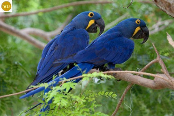 Vẹt Macaw - The Lear’s Macaw