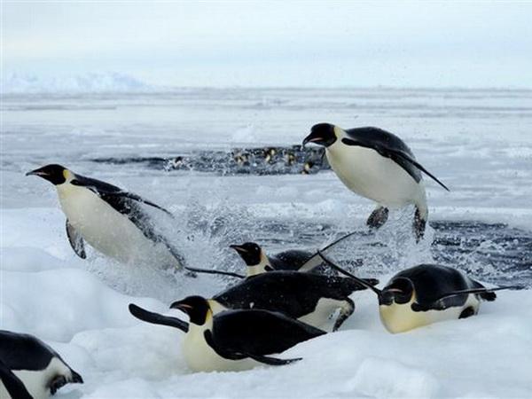 Vì sao chim cánh cụt đẻ trứng mùa đông không bị đóng băng?