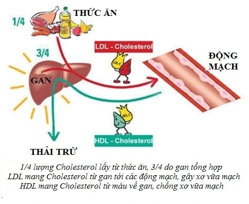 Rối loạn chuyển hóa