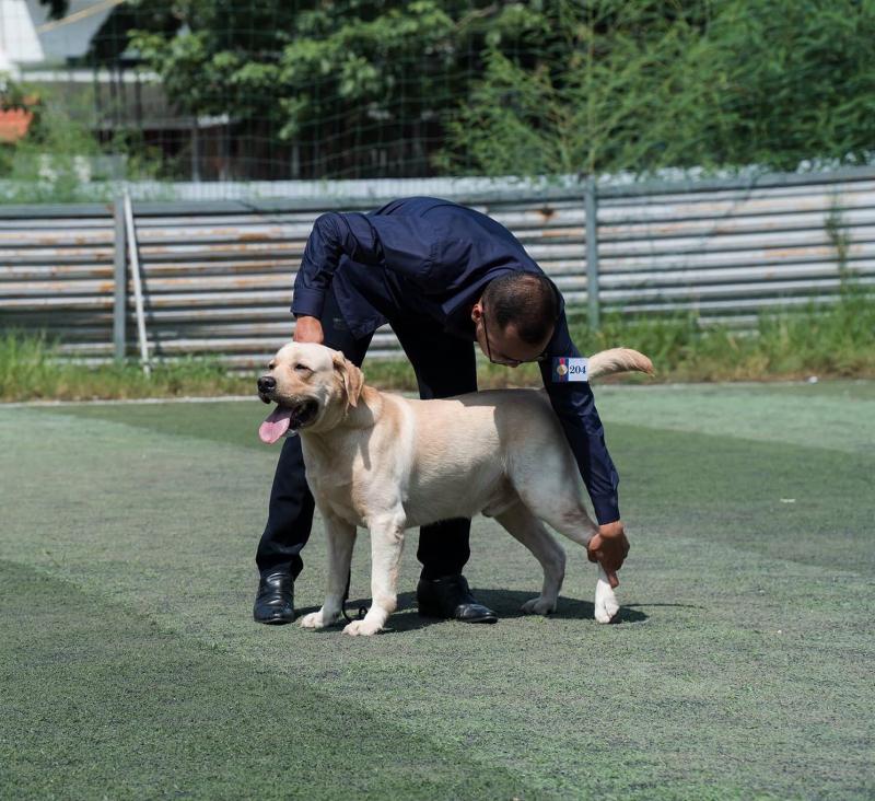 Vietnam Labrador Kennel