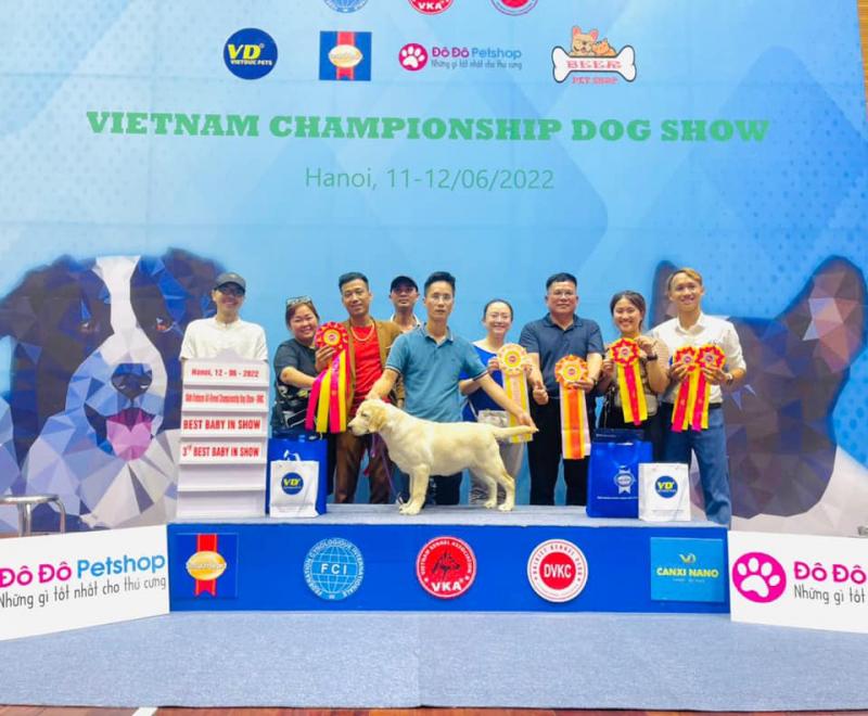 Vietnam Labrador Kennel