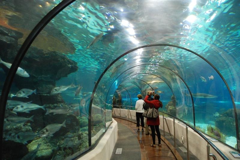 The unique 90m long aquarium tunnel of Vinpearl Aquarium Times City