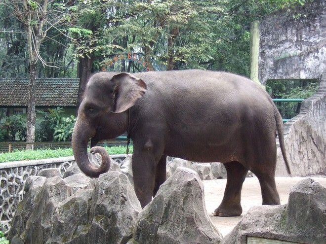 Voi Sumatra là một loài động vật hoang dã có trọng lượng cơ thể khổng lồ