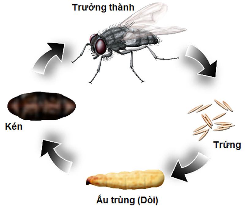 Top 15 Sự Thật Thú Vị Nhất Về Loài Ruồi Toplistvn 