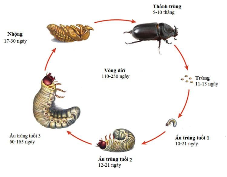 Vòng đời sinh trưởng