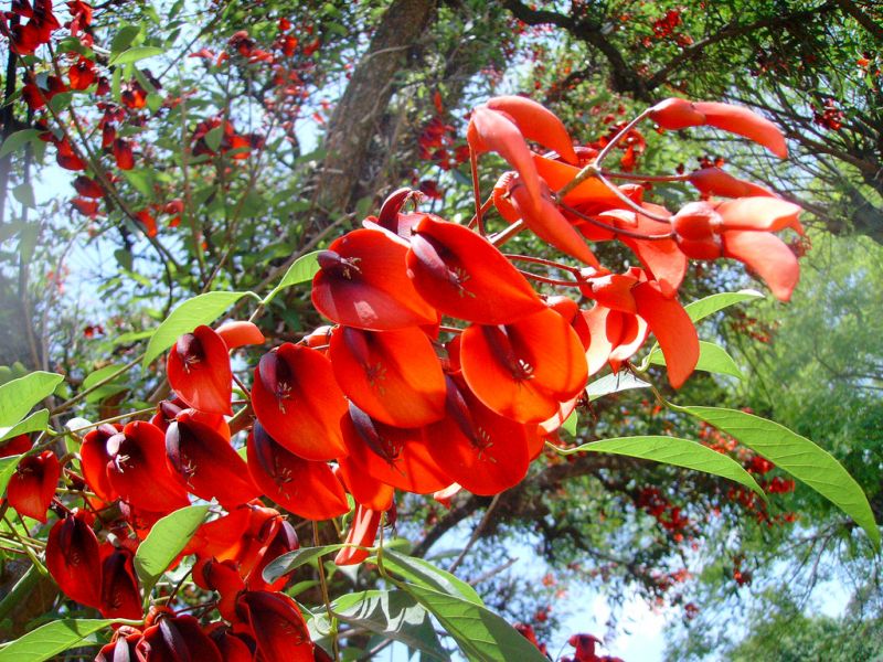 Seibo Erythrina crista-galli là quốc hoa