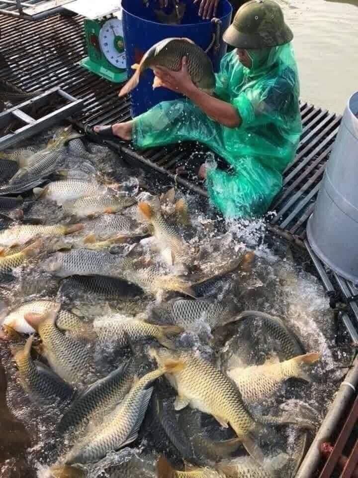 Vua Cá Hải Phòng