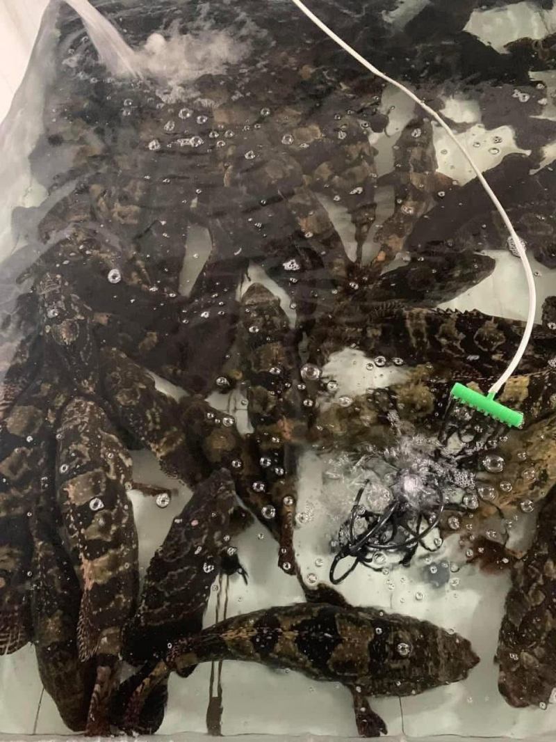 Vua Cá Hải Phòng