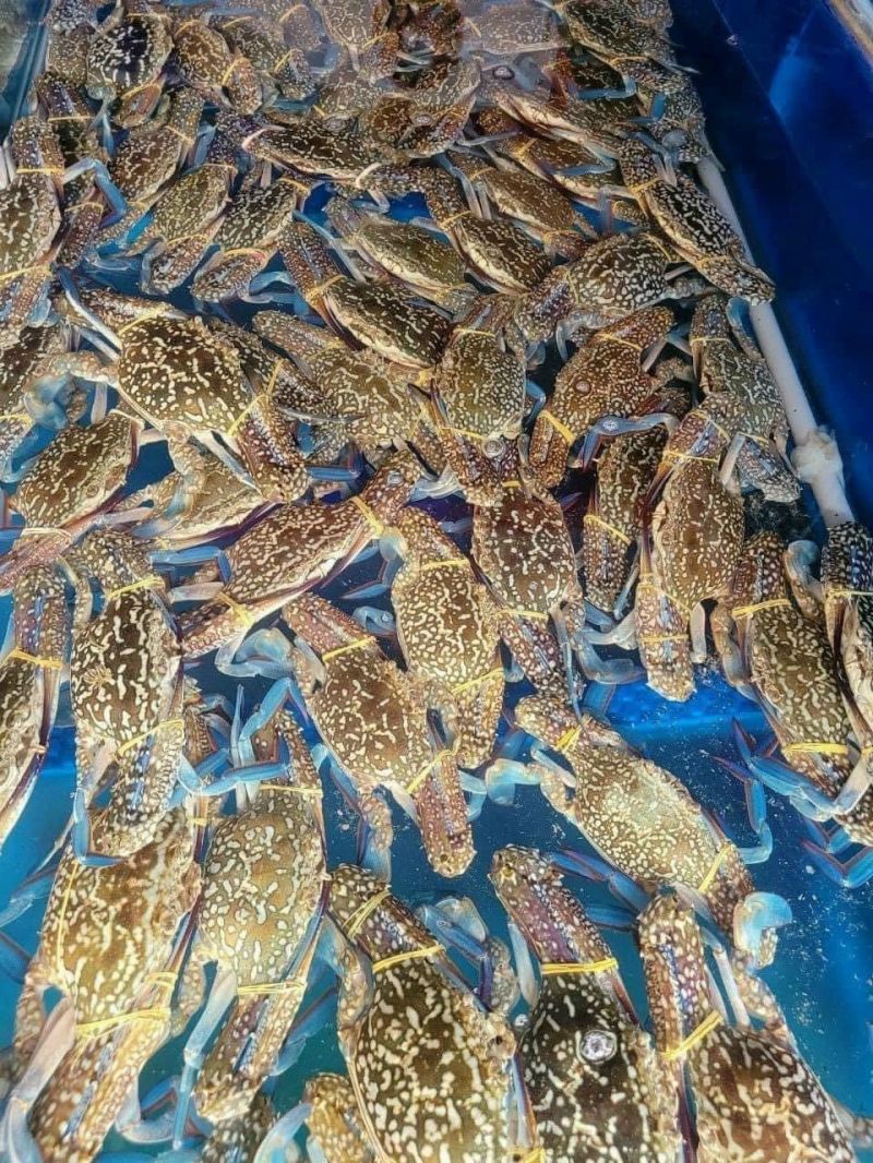 Vựa Cua Hải Sản - Toàn Thịnh Phát