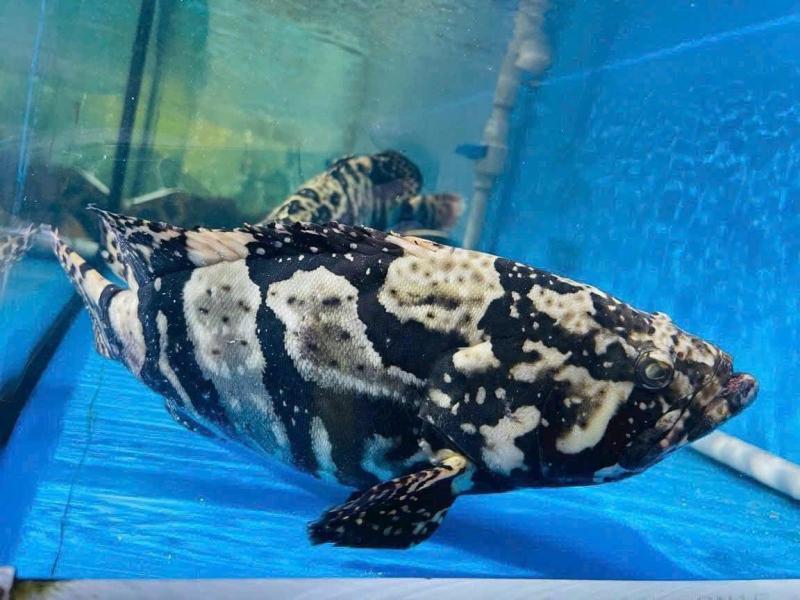 Vựa Hải Sản 99