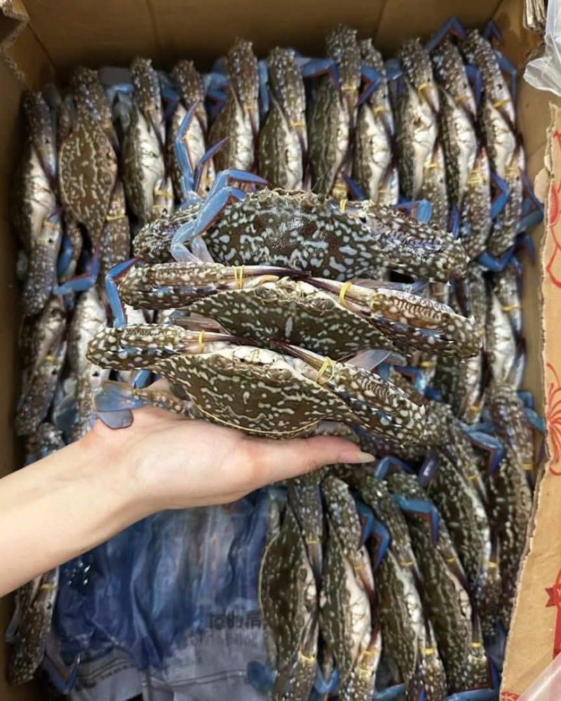 Vựa Hải Sản 99