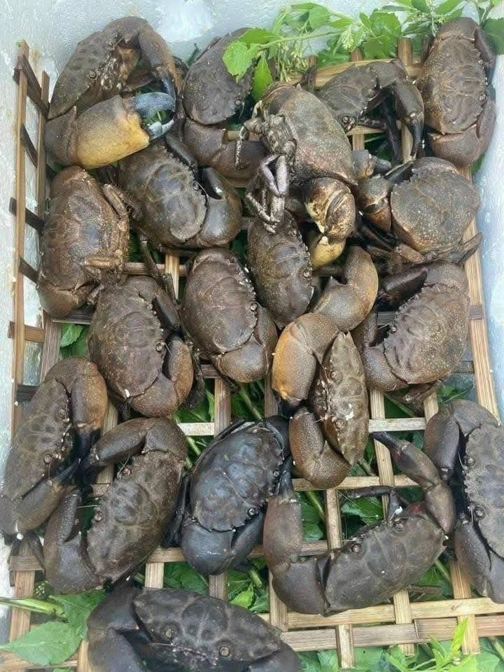 Vựa Hải Sản Thanh Cần Thơ